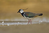 Image. Northern Lapwing
