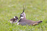 Image. Northern Lapwing