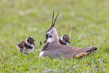 Image. Northern Lapwing