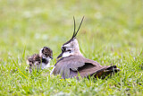 Image. Northern Lapwing