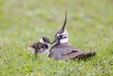 Image. Northern Lapwing