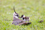 Image. Northern Lapwing