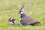 Image. Northern Lapwing
