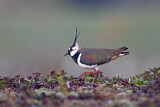 Image. Northern Lapwing