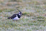 Image. Northern Lapwing