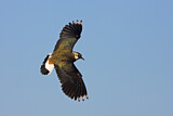 Image. Northern Lapwing