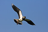 Image. Northern Lapwing