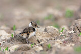 Image. Northern Lapwing
