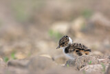 Image. Northern Lapwing