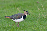 Image. Northern Lapwing
