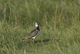 Image. Northern Lapwing