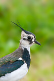 Image. Northern Lapwing