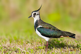 Image. Northern Lapwing
