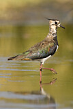 Image. Northern Lapwing