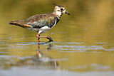 Image. Northern Lapwing