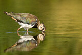 Image. Northern Lapwing