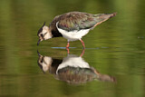 Image. Northern Lapwing