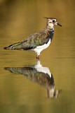 Image. Northern Lapwing