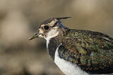 Image. Northern Lapwing