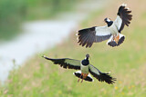 Image. Northern Lapwing