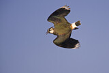 Image. Northern Lapwing
