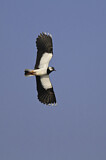 Image. Northern Lapwing