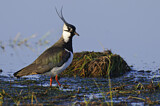 Image. Northern Lapwing