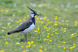 Image. Northern Lapwing