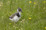 Image. Northern Lapwing