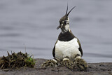 Image. Northern Lapwing
