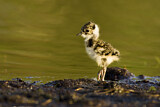 Image. Northern Lapwing