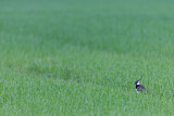 Image. Northern Lapwing