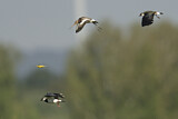 Image. Northern Lapwing