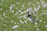 Image. Northern Lapwing