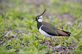 Image. Northern Lapwing