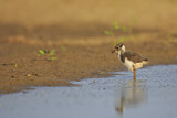 Image. Northern Lapwing