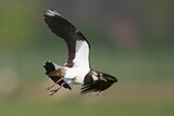 Image. Northern Lapwing