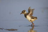 Image. Northern Lapwing