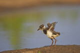 Image. Northern Lapwing
