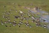 Image. Northern Lapwing