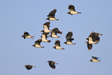 Image. Northern Lapwing