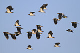 Image. Northern Lapwing