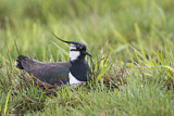 Image. Northern Lapwing