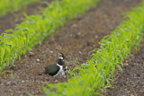 Image. Northern Lapwing