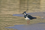 Image. Northern Lapwing