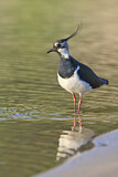Image. Northern Lapwing