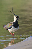 Image. Northern Lapwing