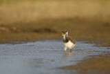 Image. Northern Lapwing
