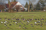 Image. Northern Lapwing