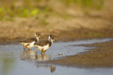 Image. Northern Lapwing